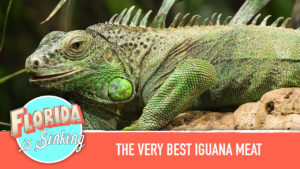 Florida Iguana Meat